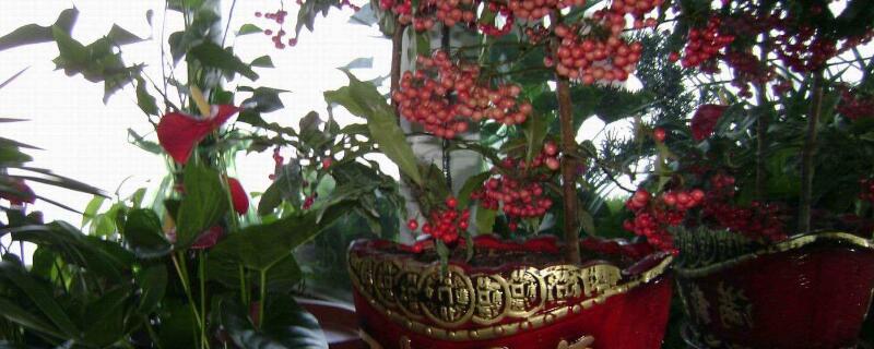 金玉满堂花怎么养 金玉满堂花怎么养着就变成绿叶