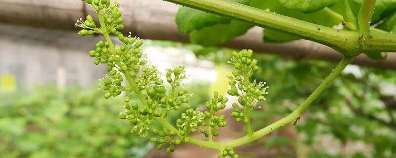 葡萄开花怎么管理 葡萄开花怎么管理视频