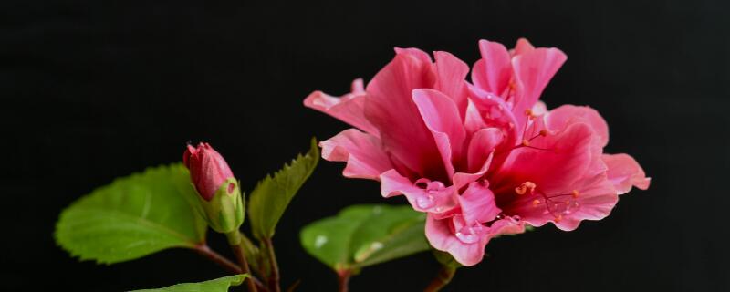 扶桑花春天什么时候发芽（扶桑花什么时候发新芽）