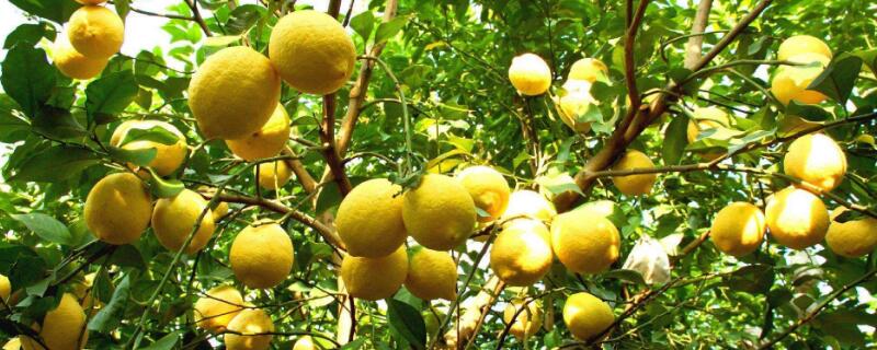 柠檬树盆栽种植方法 柠檬树盆栽种植方法图解