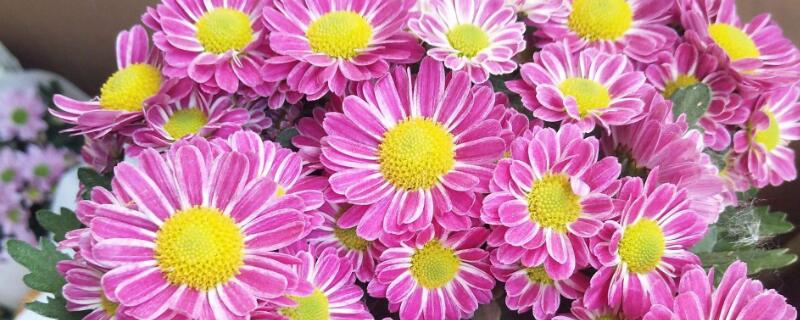 美人菊怎么养殖（美人菊怎么养殖方法）
