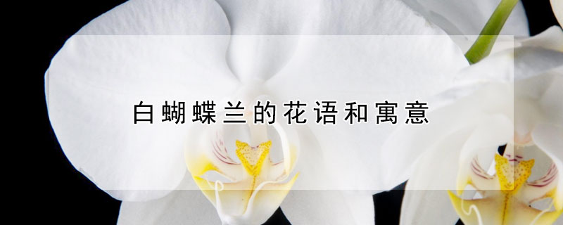 白蝴蝶兰的花语和寓意 白蝴蝶兰的花语和寓意白