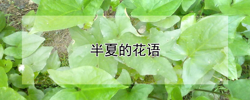半夏的花语（半夏的花语寓意）
