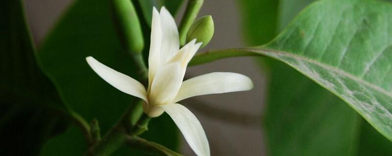 白兰花不开花是什么原因（白兰花只长叶子不开花怎么办）