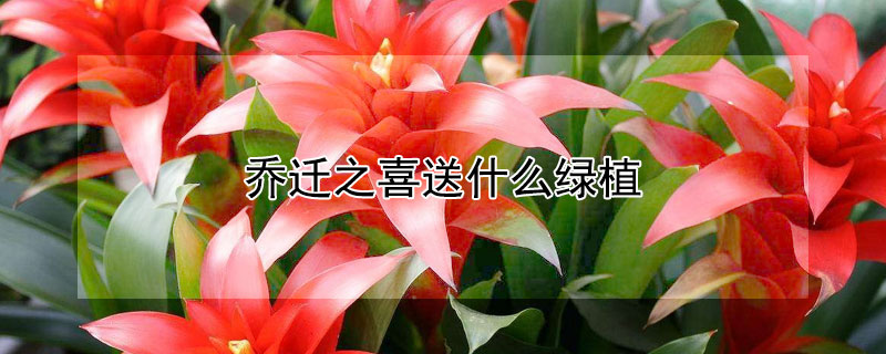 乔迁之喜送什么绿植（乔迁之喜可以送什么绿植）