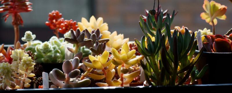 春天多肉植物怎么养（春天多肉植物怎么养护和浇水）