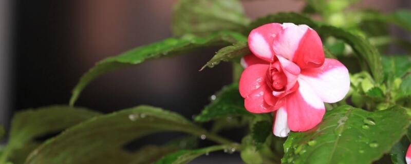 水梅花为什么掉骨朵 水梅花的缺点