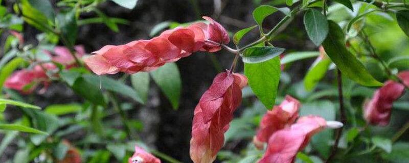 虾衣花怎么修剪（虾衣花怎么修剪图解）