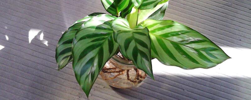 豹纹植物怎么养（豹纹 植物）