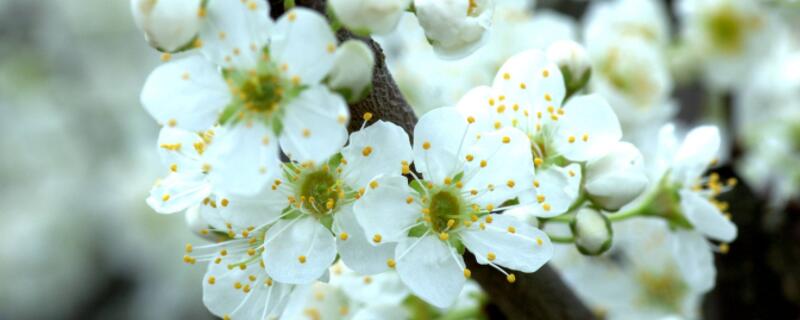 盆栽十里香花怎么养（盆栽十里香花怎么养护和管理）