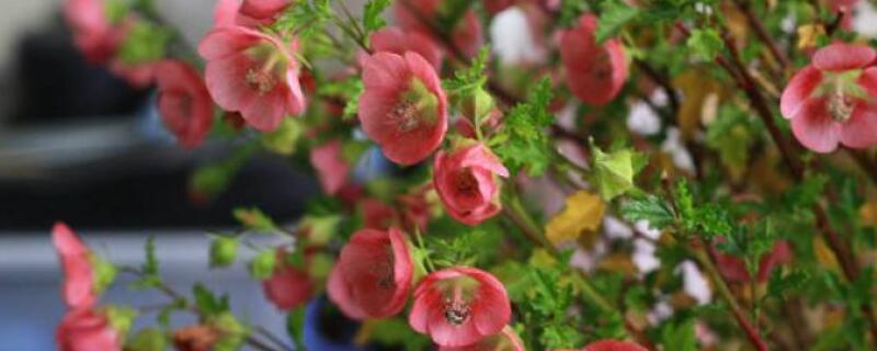 木槿花的养殖技术（木槿花怎么养殖）
