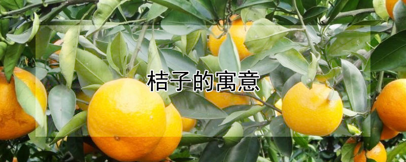 桔子的寓意 桔子的寓意成语