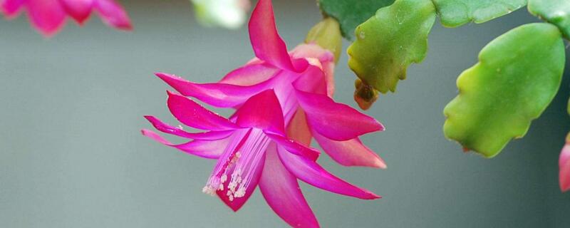 仙指兰怎么养才能开花（仙指兰一年开几次花）