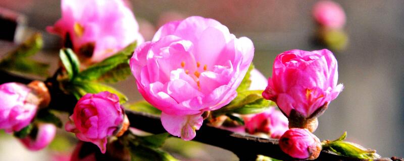 木菊花黄叶子怎么补救 木菊花叶子上有小白虫怎么办