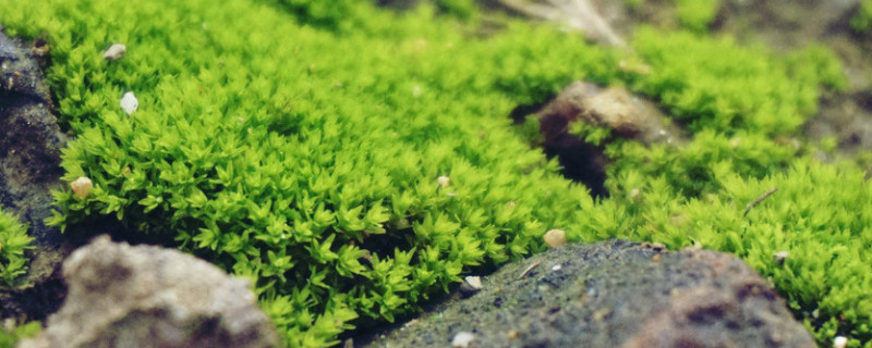 苔藓种子怎么种植方法（苔藓种子怎么种植方法图片）