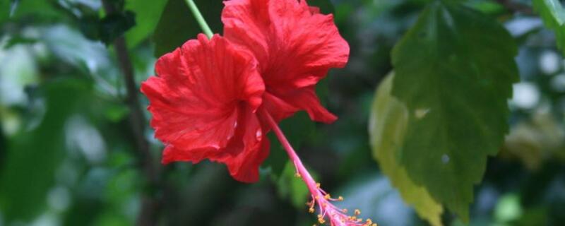 扶桑花怎样换盆 扶桑花怎样换盆换土