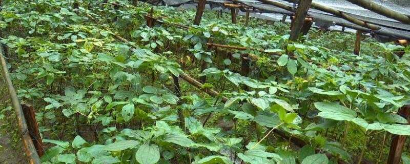 重楼种植技术（重楼种植技术与栽培管理）