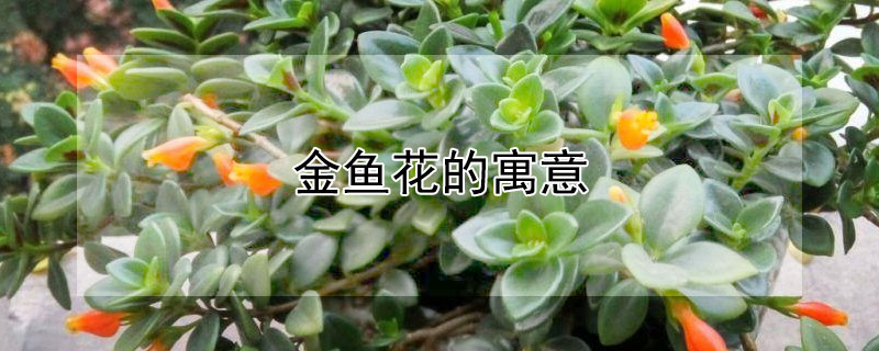 金鱼花的寓意 金鱼花的寓意和风水摆放禁忌