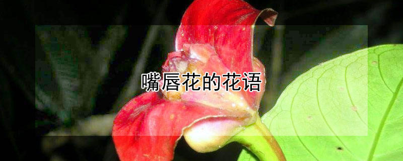 嘴唇花的花语（嘴唇花简介）