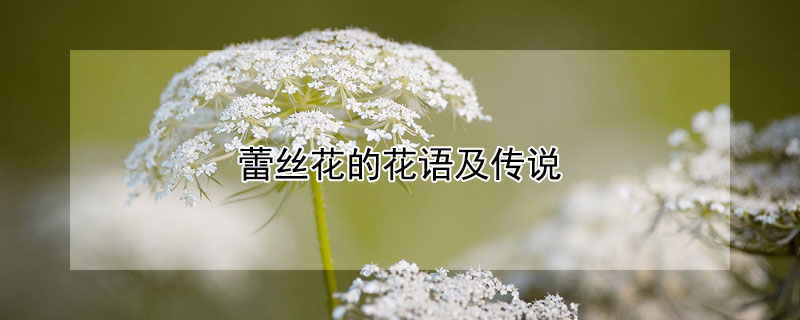蕾丝花的花语及传说 蕾丝花有毒吗