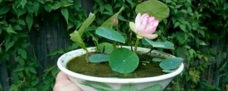 碗莲要怎么样水培（碗莲水培植怎么水养）