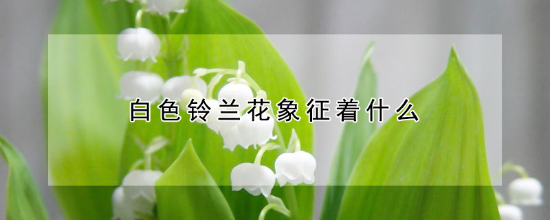 白色铃兰花象征着什么 白色铃兰花象征着什么人梁冠华