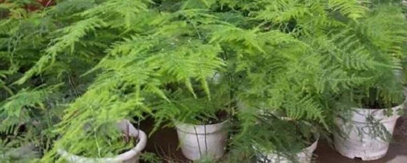 云竹如何繁殖 云竹怎样繁殖