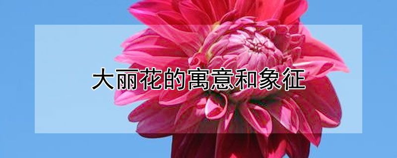 大丽花的寓意和象征 大丽花的寓意和象征风水
