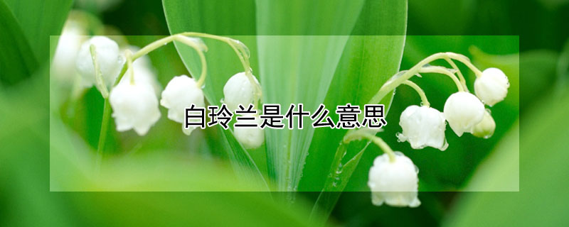 白玲兰是什么意思 白玲兰是啥意思