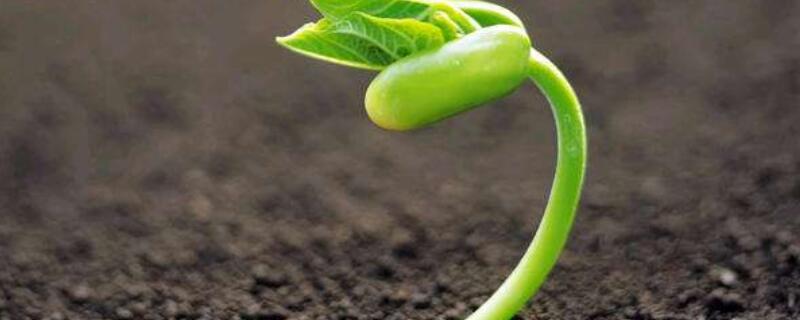 种子发芽长白色霉 种子发芽长白色霉菌