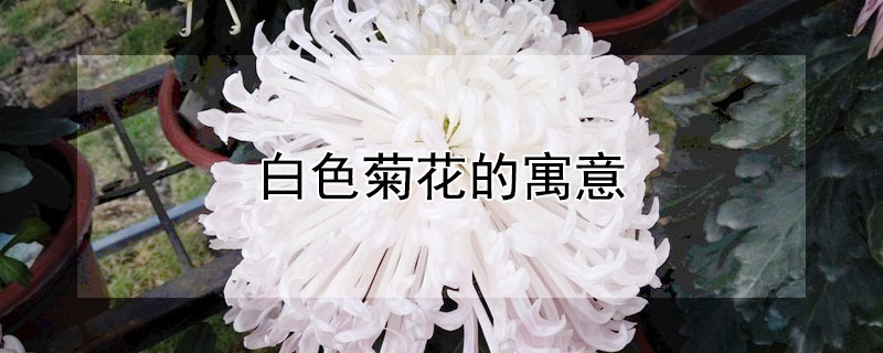 白色菊花的寓意 白色菊花的寓意和花语