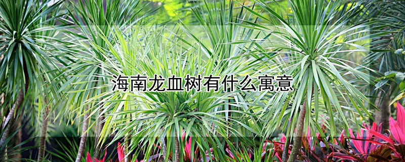 海南龙血树有什么寓意 海南龙血树有什么寓意和象征