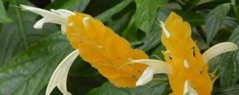 金苞花不开花怎么办（金苞花不开花怎么办呢）