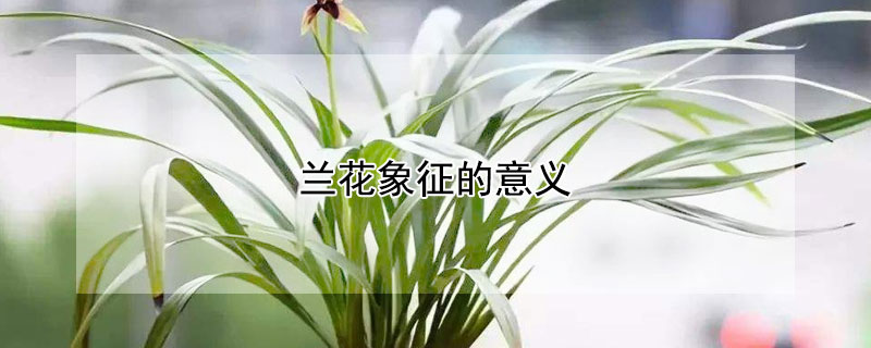 兰花象征的意义 兰花象征的意义是什么意思
