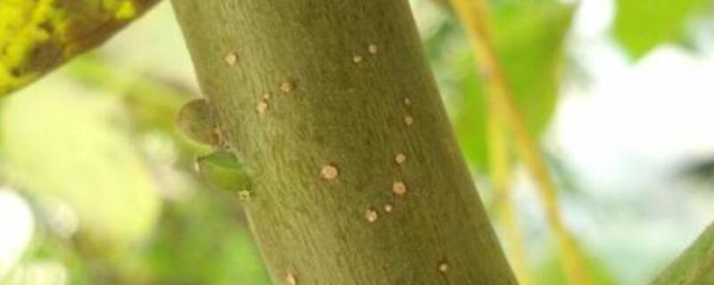 果树上有腻虫怎么办 果树上有腻虫用什么药