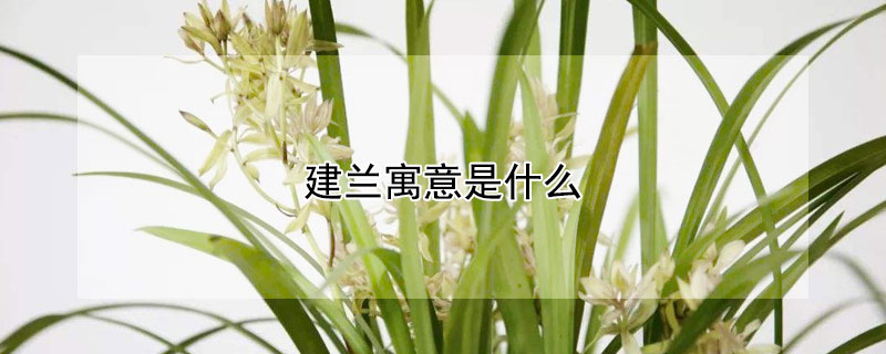 建兰寓意是什么 建兰的寓意和象征风水