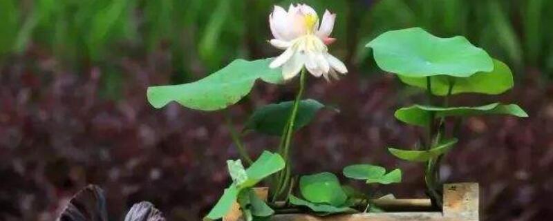 碗莲叶子立不起来（碗莲叶子立不起来咋办）