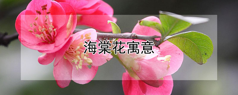 海棠花寓意（竹节海棠花寓意）