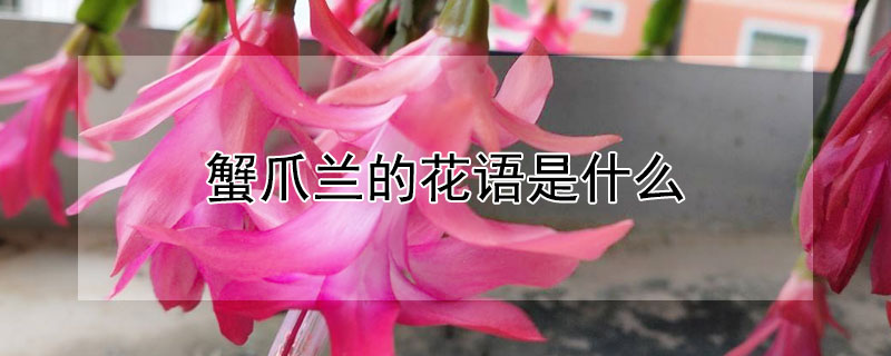 蟹爪兰的花语是什么 蟹爪兰的花语和象征代表意义是什么?