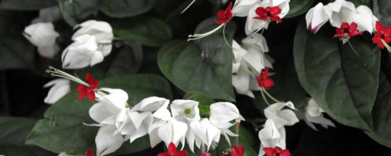 龙吐珠怎么不长新叶（龙吐珠只长叶子不开花怎么办）