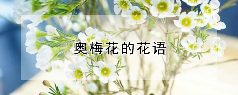 奥梅花的花语（奥梅花的花语寓意）
