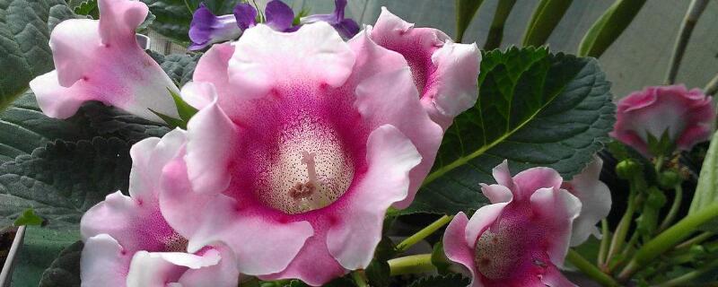 大岩桐开完花后怎么办（大岩桐花开完了怎么办）
