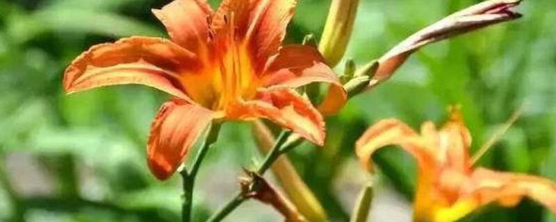 萱草花后修剪 萱草花栽培与管理