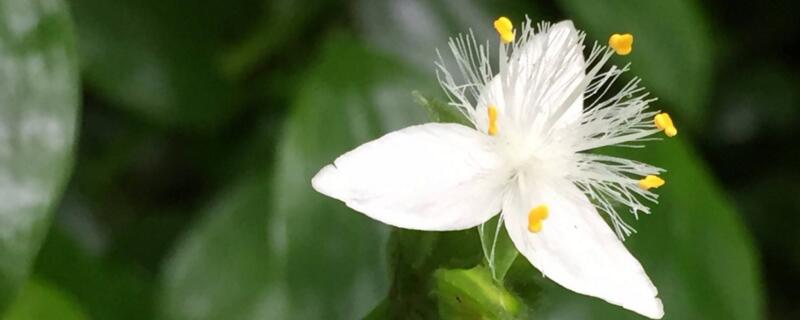 白花紫露草可以水养吗 白花紫露草可以放鱼缸里吗