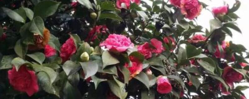 茶花树可以插枝栽培吗 茶花树可以插枝栽培吗怎么养