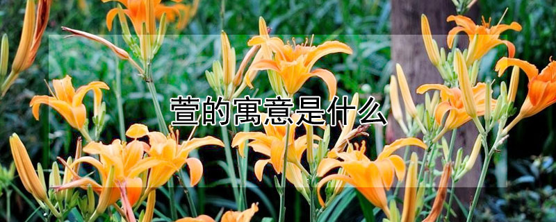 萱的寓意是什么 萱寓意好吗