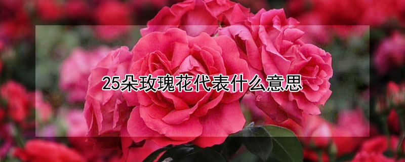 25朵玫瑰花代表什么意思 1一100朵玫瑰花代表什么意思