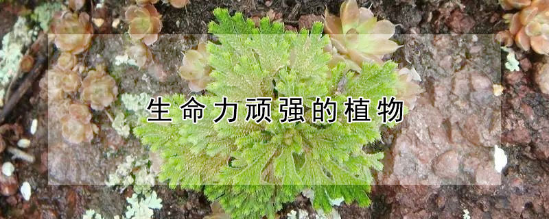 生命力顽强的植物 生命力顽强的植物图片