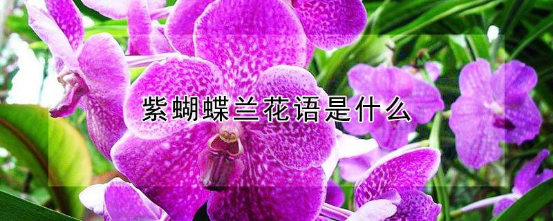 紫蝴蝶兰花语是什么 紫色蝴蝶兰意义