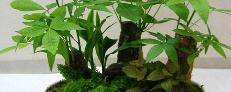 招才树怎样养 招才树和发财树的图片